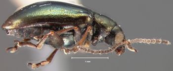 Media type: image;   Entomology 25031 Aspect: habitus lateral view